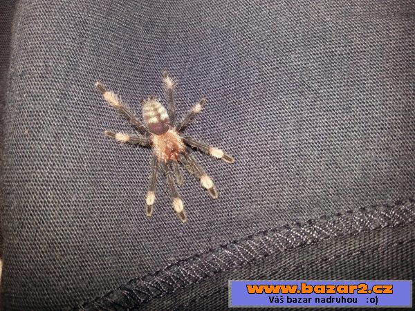 P.irminia, T.serrulatus