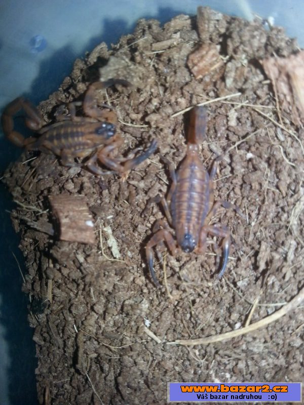 P.irminia, T.serrulatus