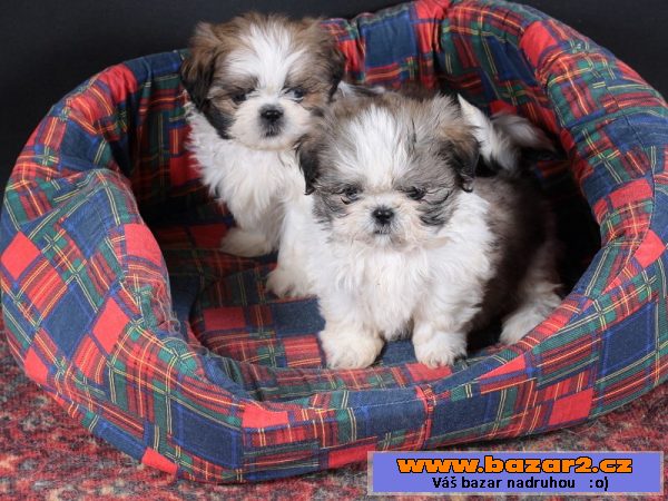 Shih-tzu bez PP