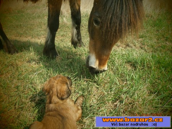 Briard - plavé fenky s PP