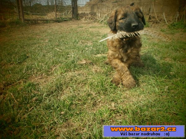 Briard - plavé fenky s PP