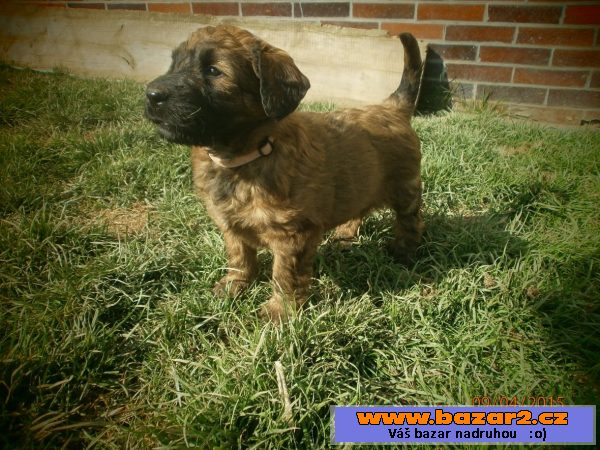 Briard - plavé fenky s PP