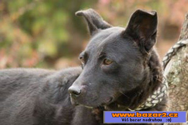 BONKA - Labradorský retrívr x 