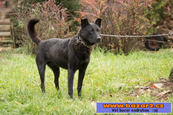 BONKA - Labradorský retrívr x 