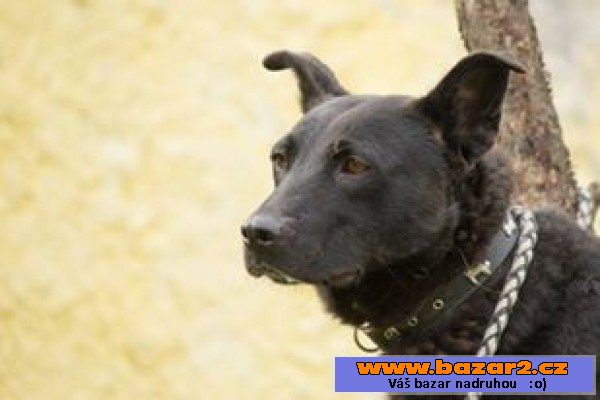 BONKA - Labradorský retrívr x 