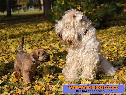 Irish Soft Coated Wheaten Terrier