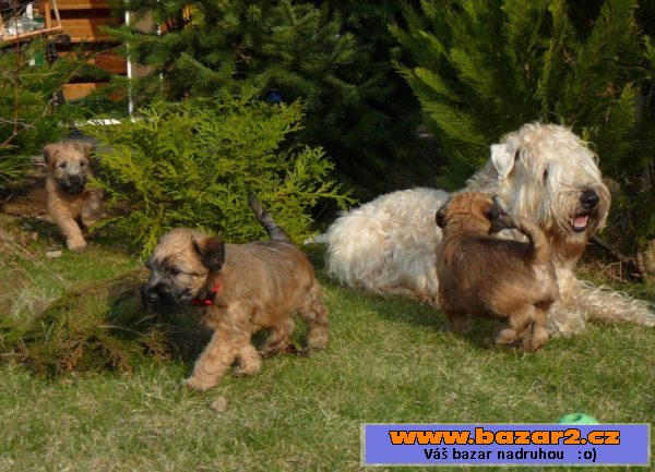 Irish Soft Coated Wheaten Terrier