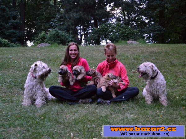 Irish Soft Coated Wheaten Terrier
