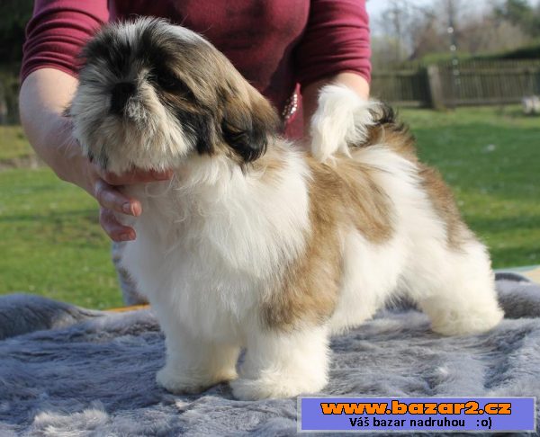 Štěňátka Shih-tzu s PP