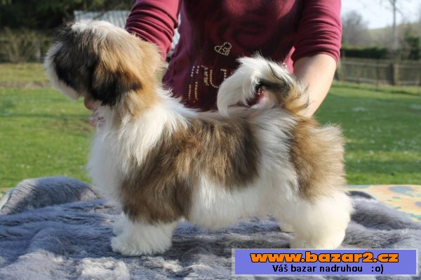 Štěňátka Shih-tzu s PP