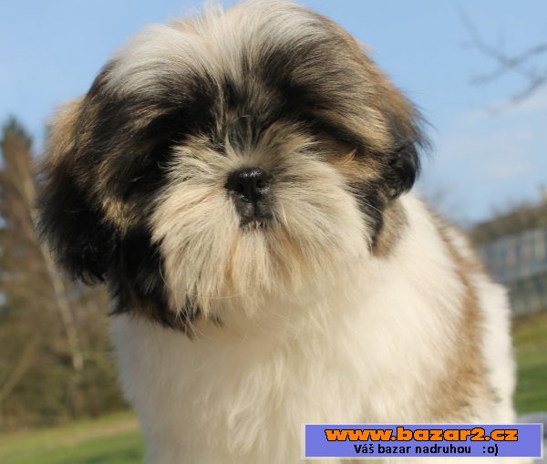 Štěňátka Shih-tzu s PP