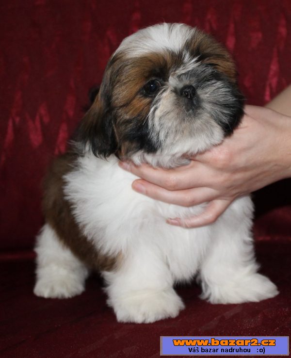 Štěňátka Shih-tzu s PP