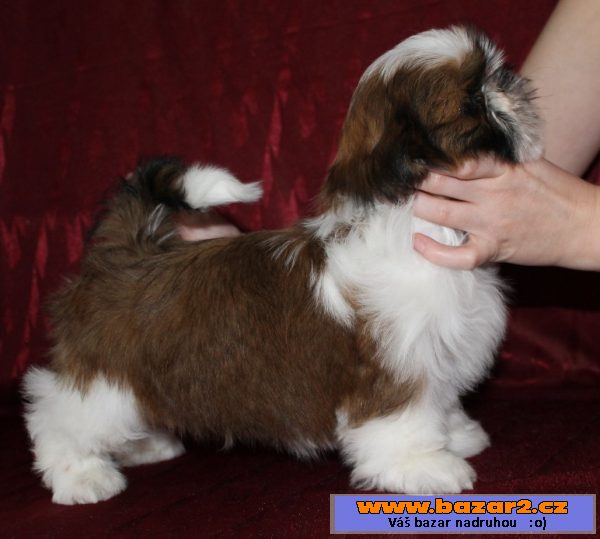 Štěňátka Shih-tzu s PP