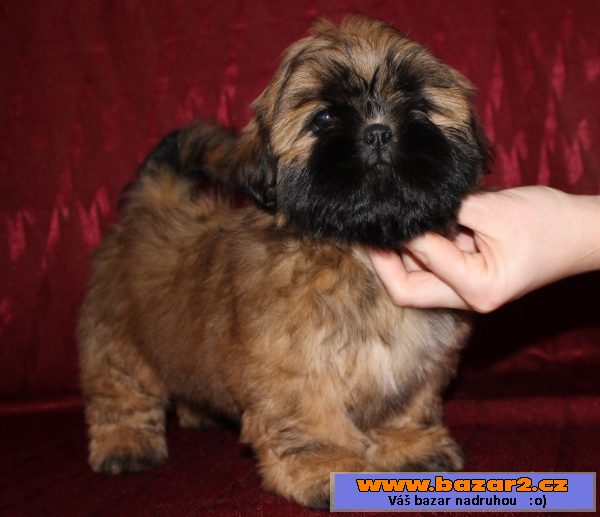 Štěňátka Shih-tzu s PP