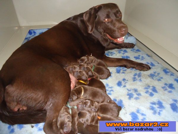 Čokoládová štěňátka labradora s PP
