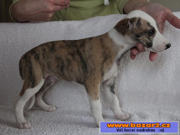 Whippet - štěňátka 