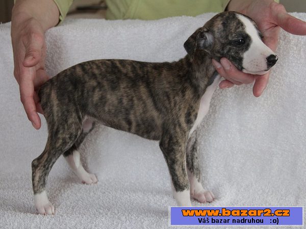 Whippet - štěňátka 