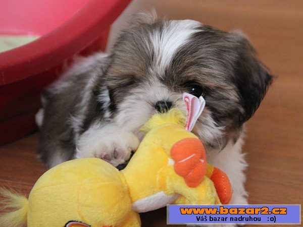 Shih-tzu - štěňátka s PP