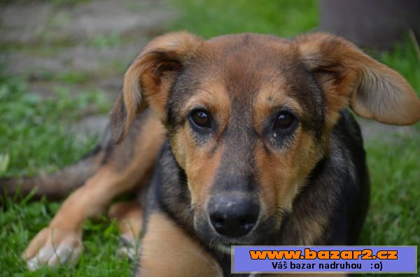 Dolly, darujem za vet. poplatky