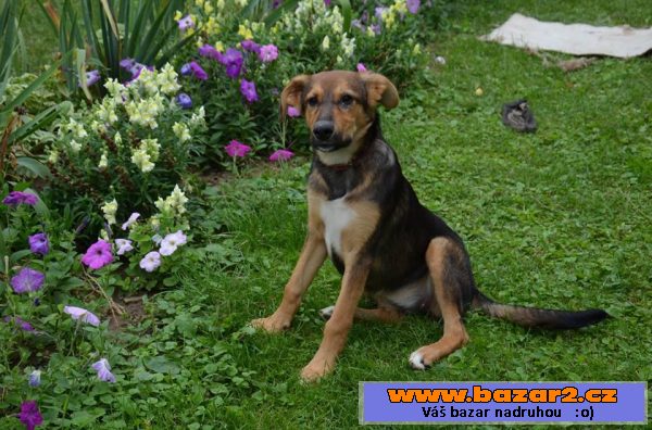 Dolly, darujem za vet. poplatky
