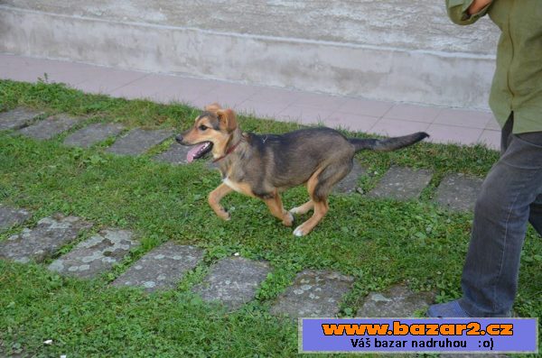 Dolly, darujem za vet. poplatky