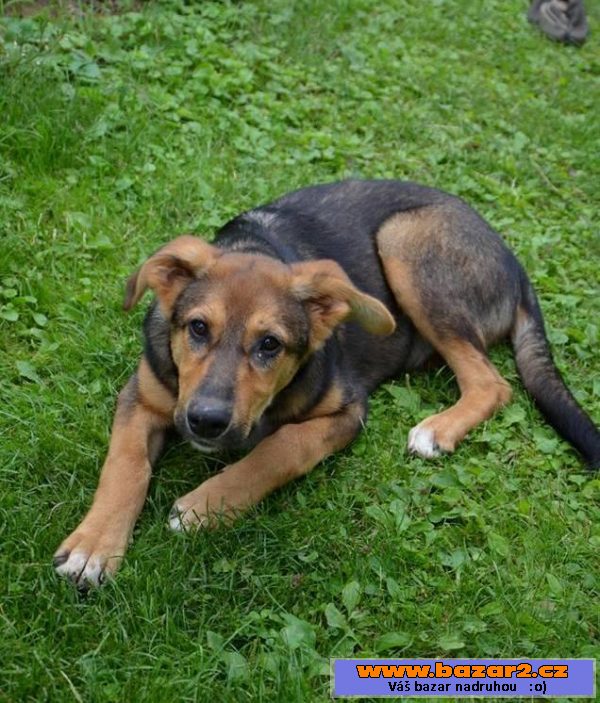 Dolly, darujem za vet. poplatky
