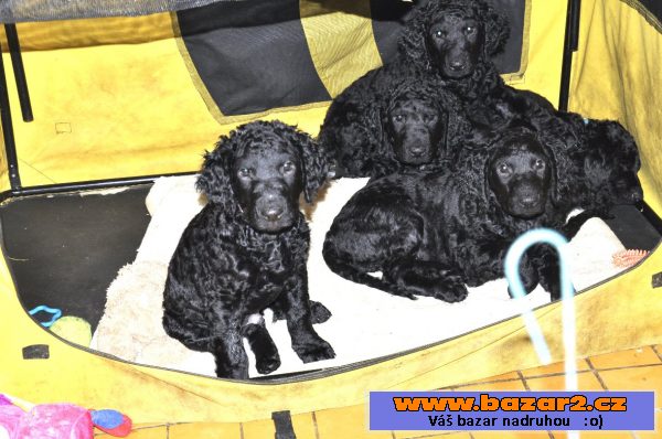 Curly coated retriever - (kudrnatý)