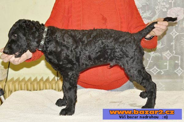Curly coated retriever - (kudrnatý)