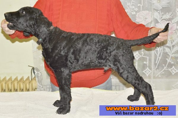 Curly coated retriever - (kudrnatý)