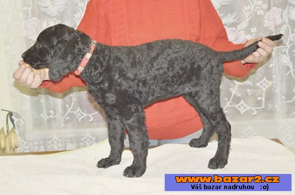 Curly coated retriever - (kudrnatý)