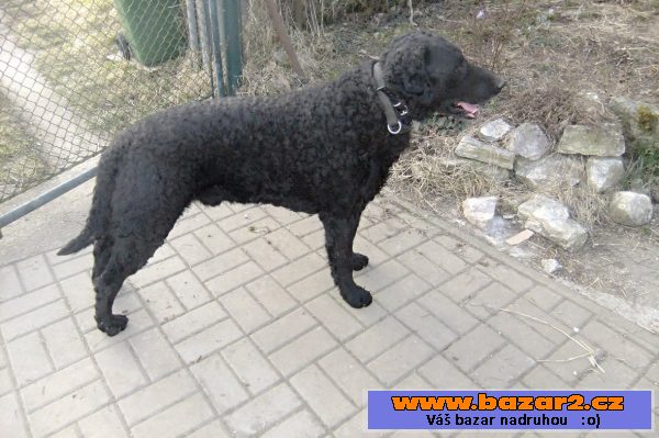 Curly coated retriever - (kudrnatý)