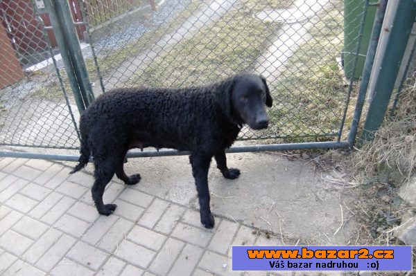Curly coated retriever - (kudrnatý)