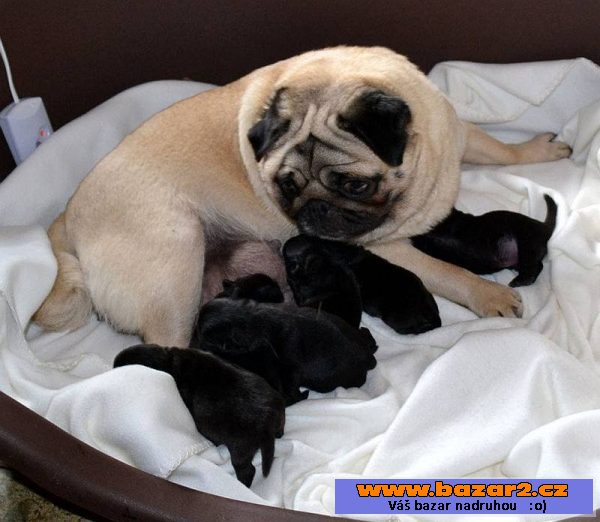 Mops - černá štěňátka s PP