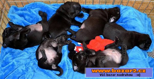 Mops - černá štěňátka s PP