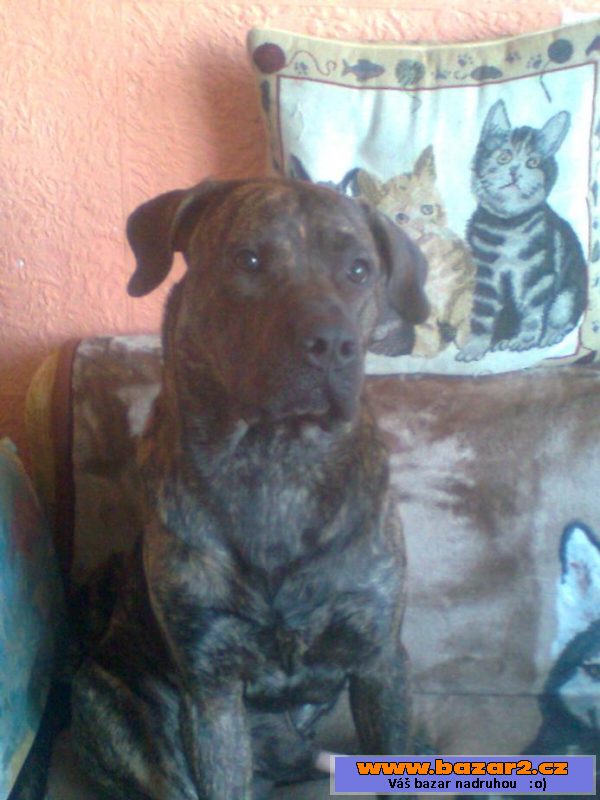 Doga Canarska