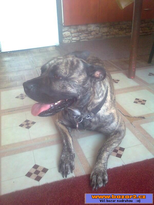 Doga Mallorska