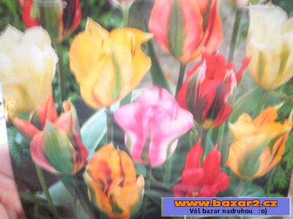 Cibulky narcisů, tulipánů 