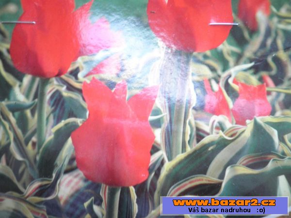 Cibulky narcisů, tulipánů 