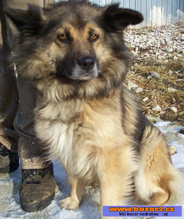 AMÁLKA - Špic x - fena