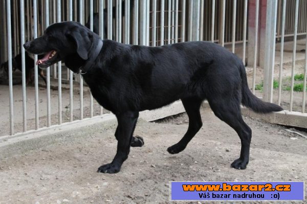 Baunty - labradorský retrívr - pes