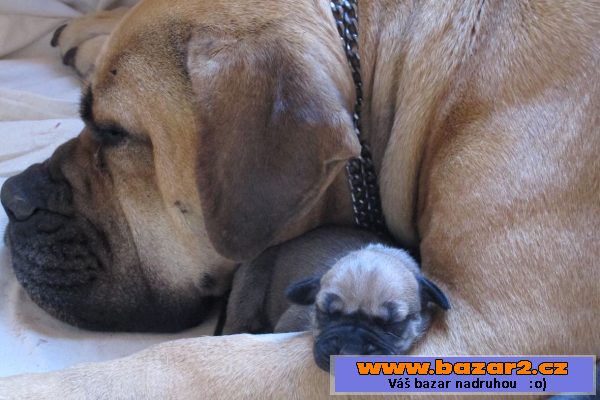 Boerboel - štěňátka s PP