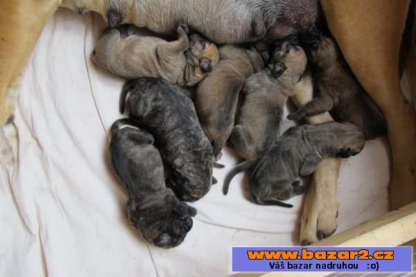 Boerboel - štěňátka s PP