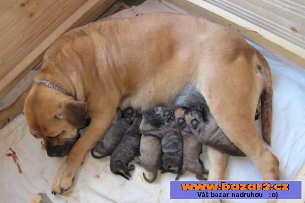 Boerboel - štěňátka s PP