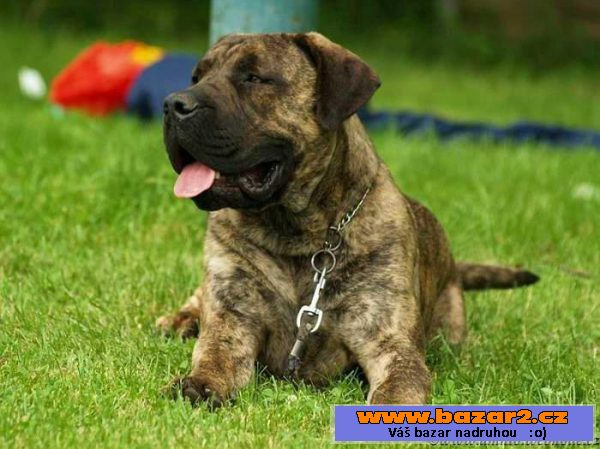 Boerboel - štěňátka s PP