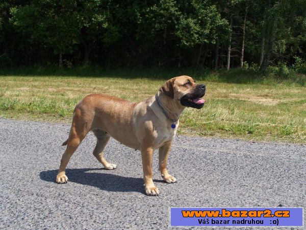 Boerboel - štěňátka s PP