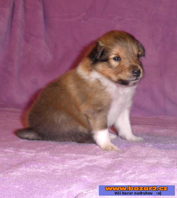 Sheltie/šeltie - zlatý klučík s PP