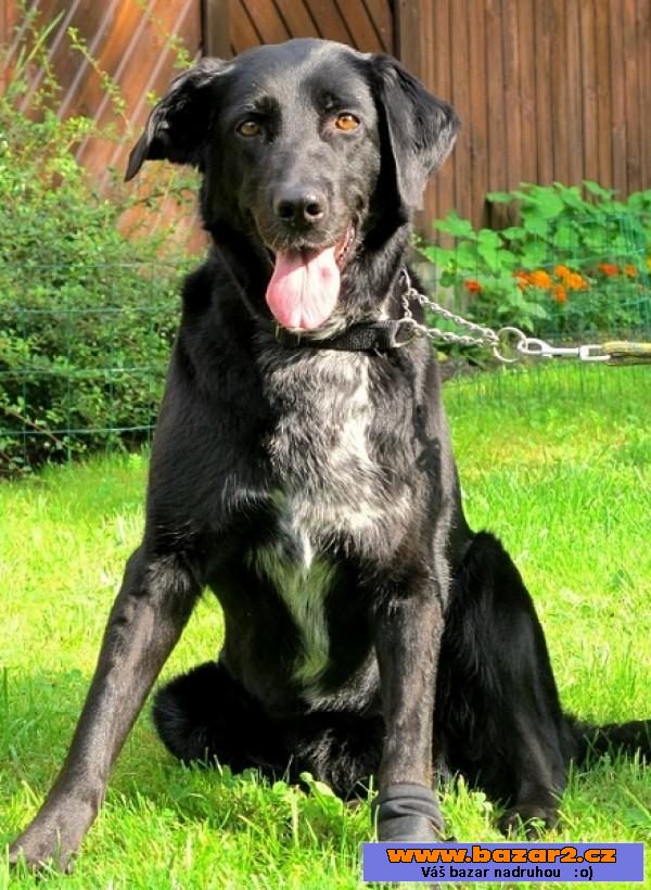 Bláža - Labradorský retrívr x 