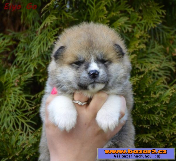 Akita Inu štěňata