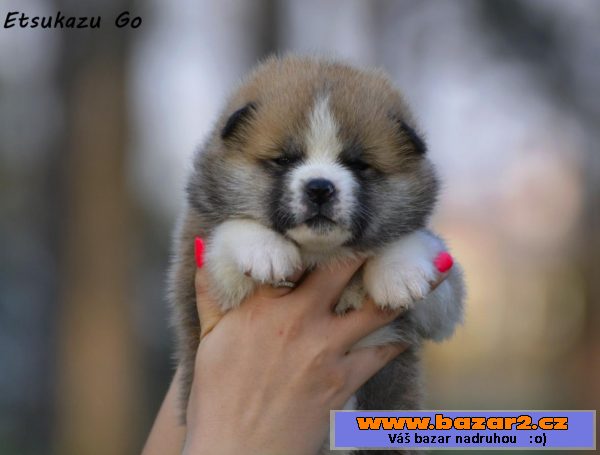 Akita Inu štěňata