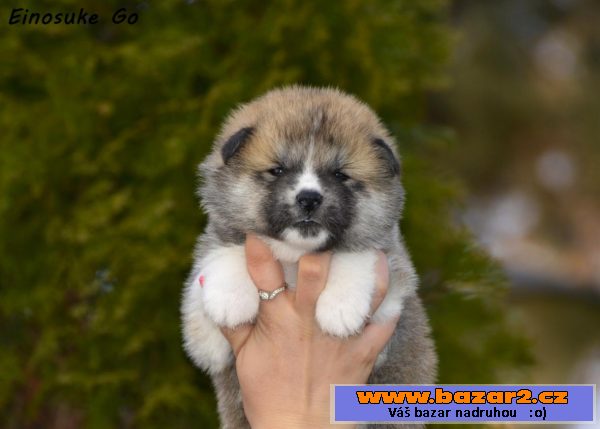Akita Inu štěňata